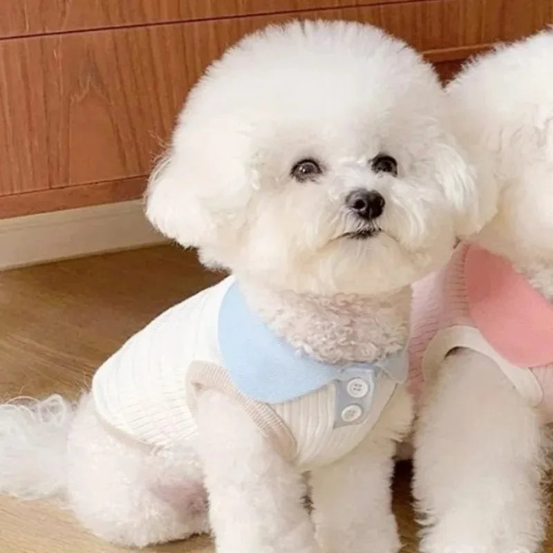 A fluffy white dog wearing a light blue breathable cotton shirt.