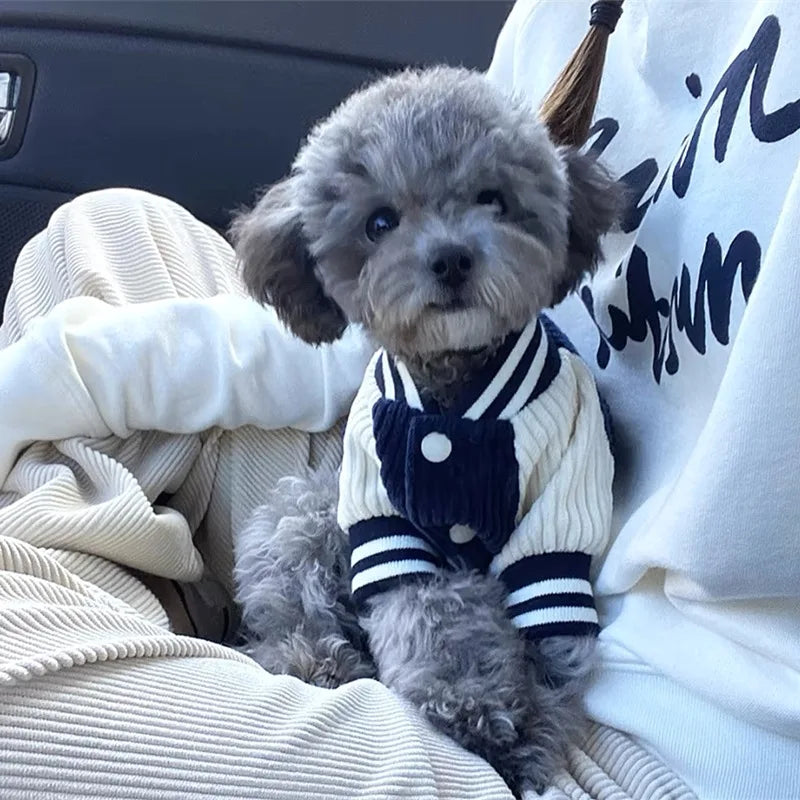 Un cachorro gris peludo vistiendo una chaqueta de béisbol a rayas azul marino y blanca, descansando sobre una tela de color c