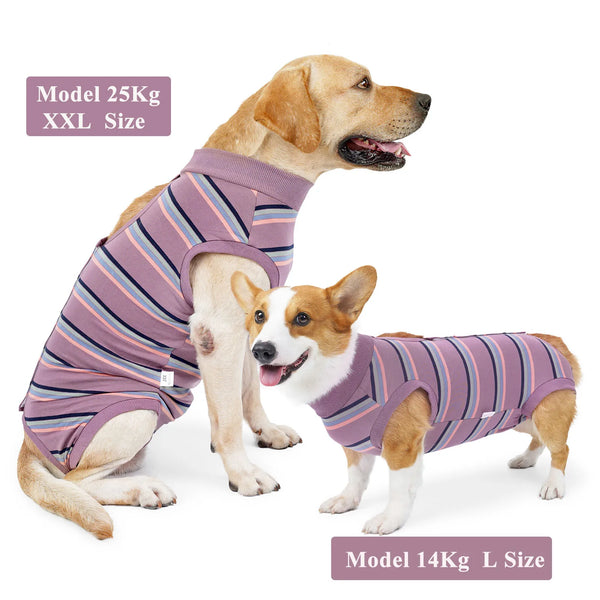 A golden-colored dog wearing a purple striped protective recovery suit, next to a small dog in a similar suit.