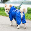 Un petit chien blanc portant un imperméable bleu vif et une laisse, debout à l'extérieur.