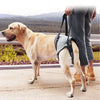 Un golden retriever est tenu par une personne portant un harnais de levage ajustable pour le soutien des articulations.