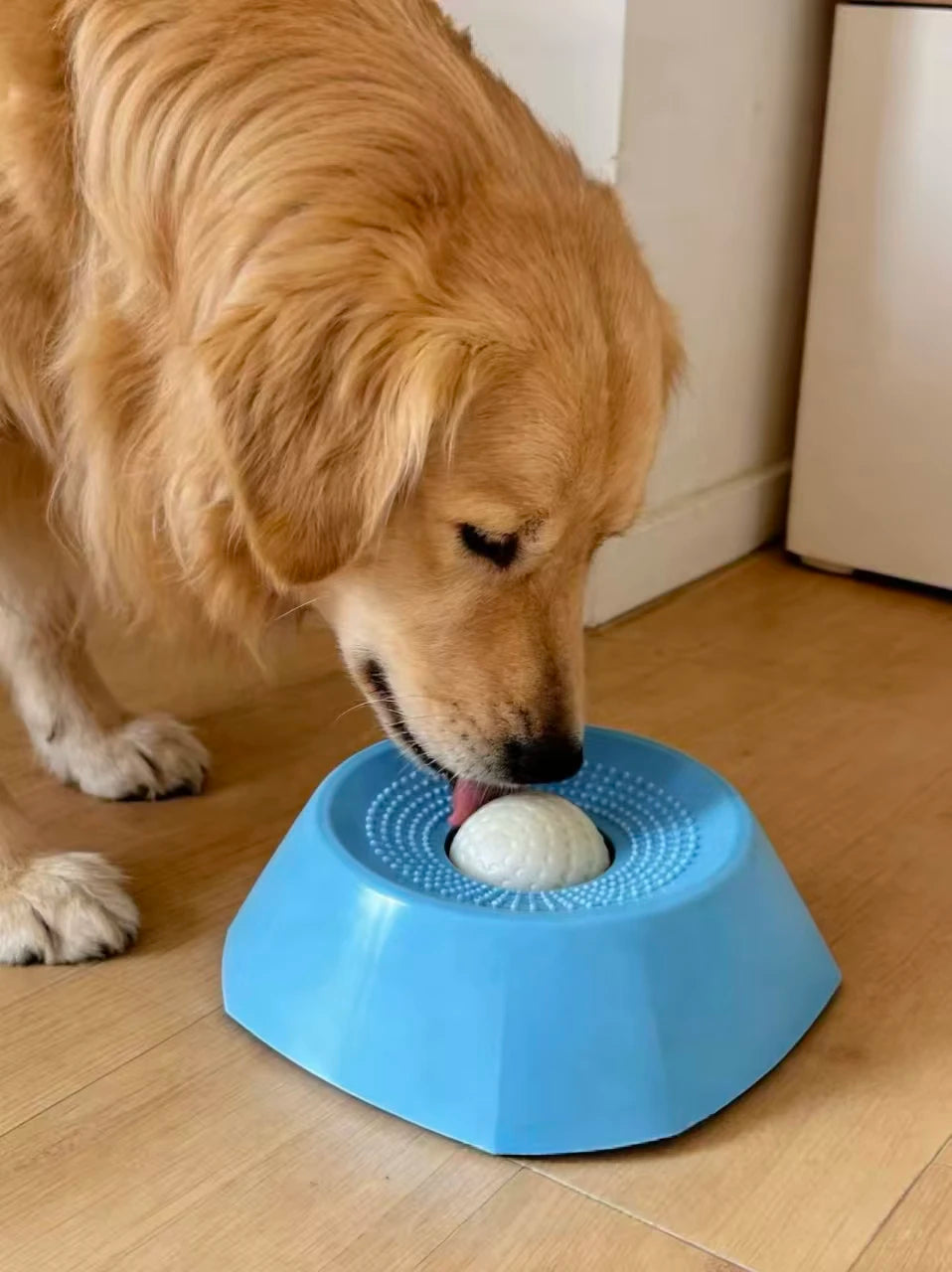 A golden retriever dog is interacting with a blue interactive slow feeder bowl on a wooden floor.