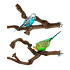 A blue and black cockatiel perched on a natural wood grape branch perch.