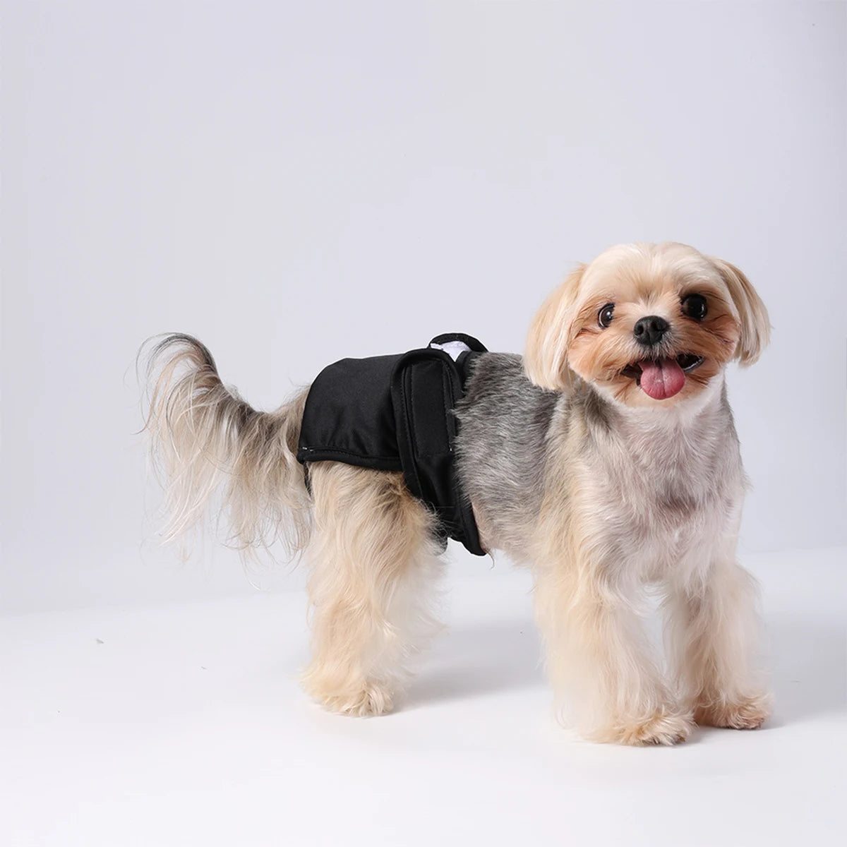 Un perro Shih Tzu color canela y gris vistiendo un pantalón sanitario reutilizable impermeable negro.