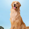 A golden retriever dog sitting on green moss with blue boots.