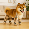 A fluffy orange Shiba Inu wearing adjustable reflective pet strolling pants.