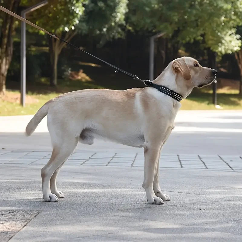 A light-colored Labrador dog standing on a paved surface with an adjustable leather collar and leash.