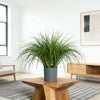 A potted artificial reed grass bouquet in a gray planter sits on a wooden table in a bright room.