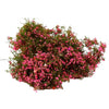 Dichter Strauch mit leuchtend rosa und magentafarbenen Blüten als Rankwanddekoration.