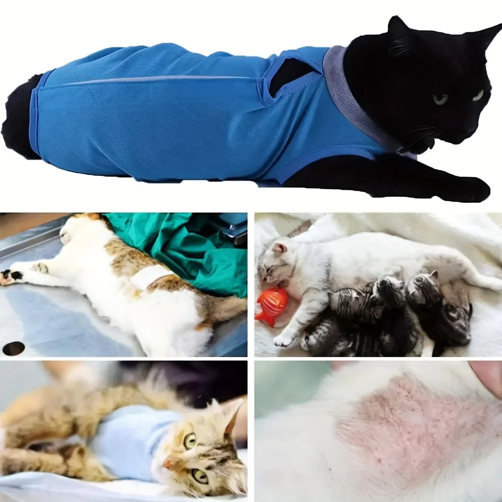 A black cat wearing a blue, adjustable recovery suit.
