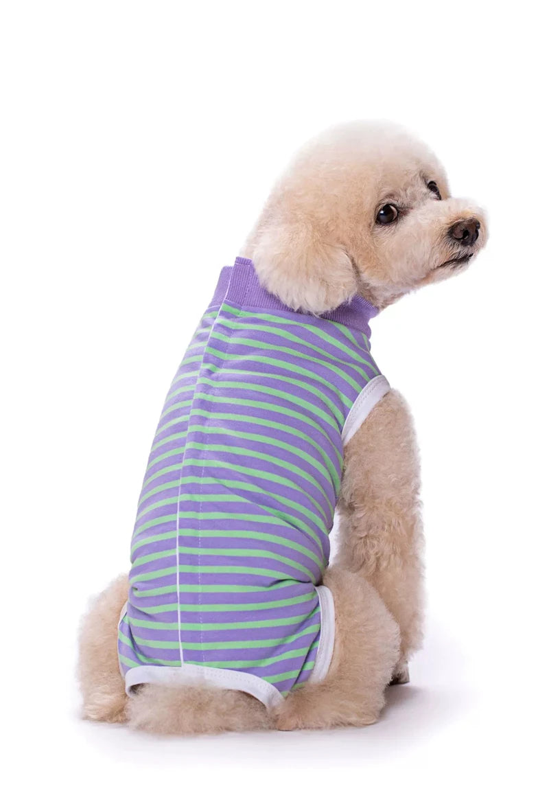 A light tan poodle wearing a purple and green striped cotton recovery suit.