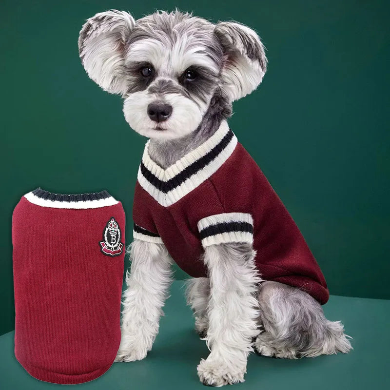 A small, fluffy dog wearing a maroon V-neck knit vest with white trim.