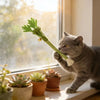 A gray cat is interacting with a green catnip molar stick toy near a window with potted succulents.