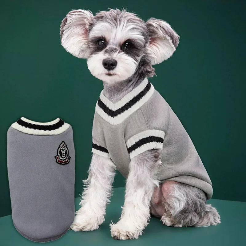 A small, fluffy dog wearing a gray V-neck knit vest with black trim against a dark green background.