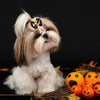 A fluffy white dog with long hair is wearing a Halloween pumpkin print bow and rubber bands.