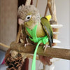 A small, fluffy brown and green parrot is perched on a wooden perch attached to an adjustable bird training harness.