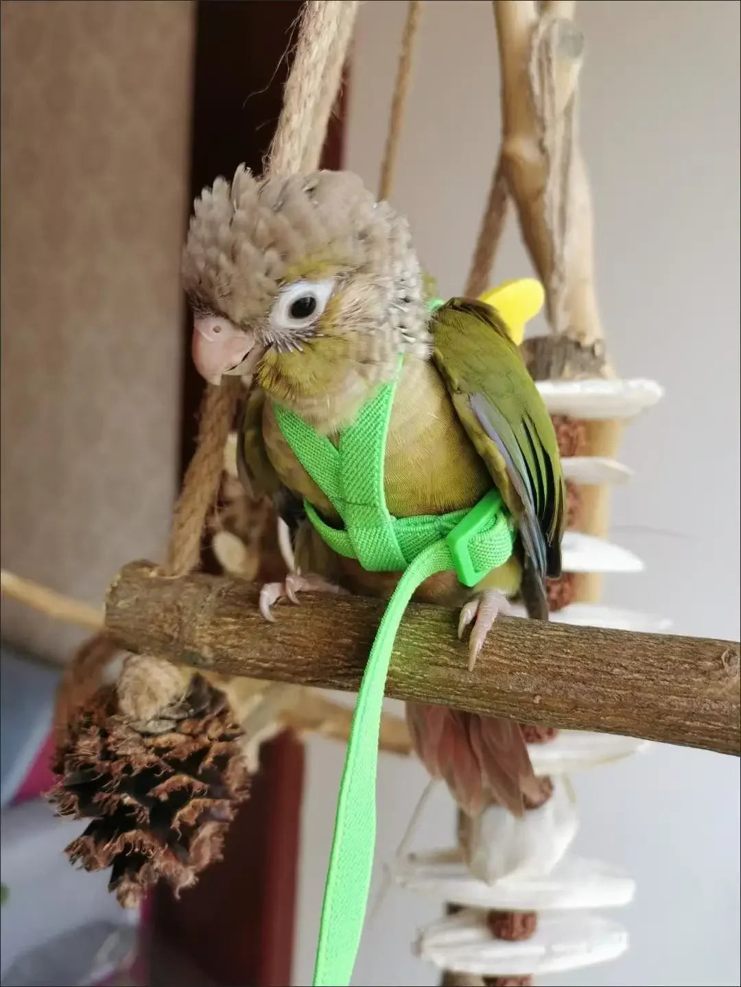 A small, fluffy brown and green parrot is perched on a wooden perch attached to an adjustable bird training harness.