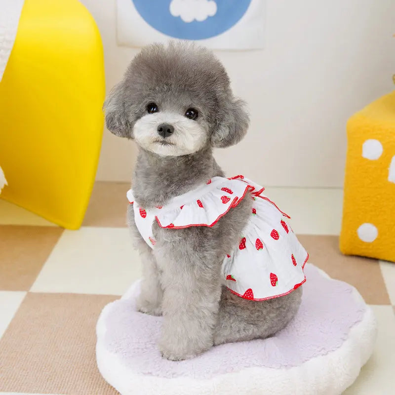 A small gray poodle wearing a white dress with red strawberry accents sitting on a light purple cushion.