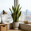 An artificial snake plant in green tiger piran style sits in a light gray pot on a windowsill overlooking a city view.
