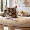 A tabby cat is resting on a cream-colored pet bed with a purple wand toy nearby.