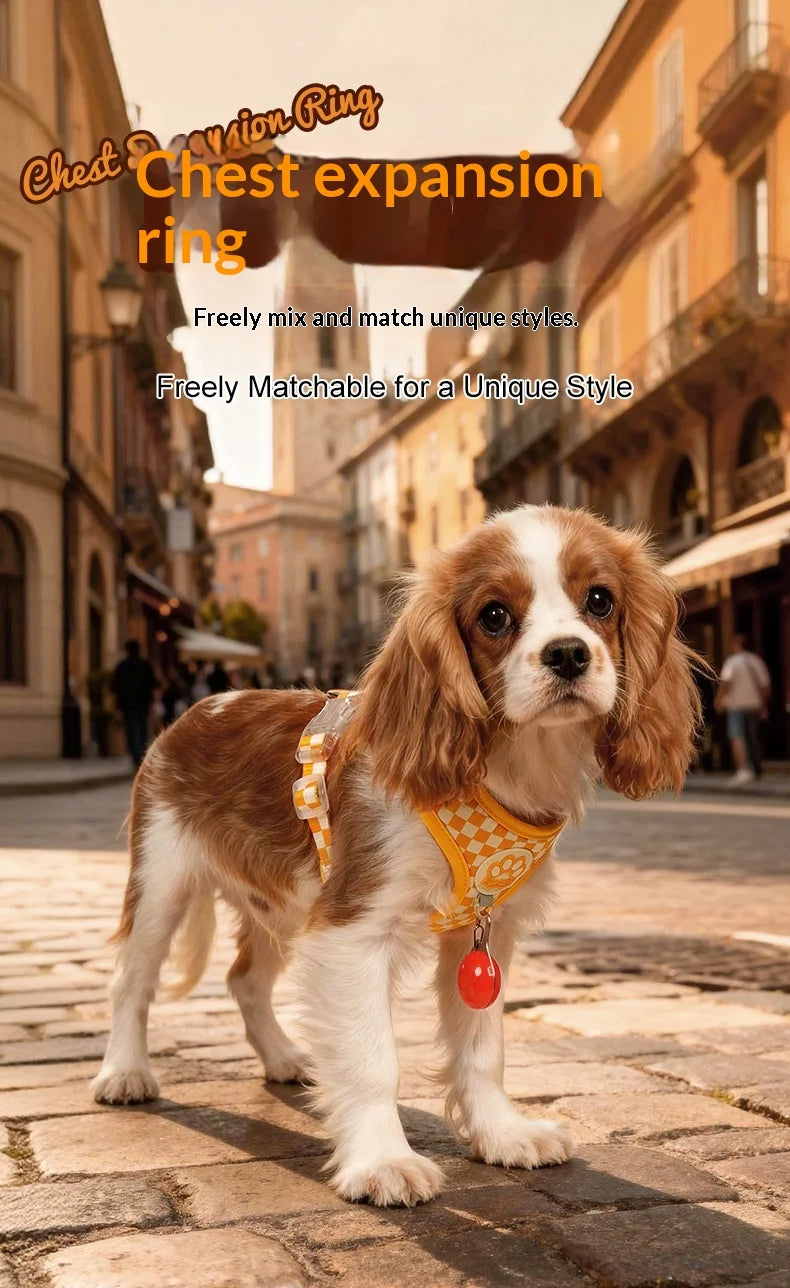 A Cavalier King Charles Spaniel wearing a checkered dog harness and leash walking outdoors.