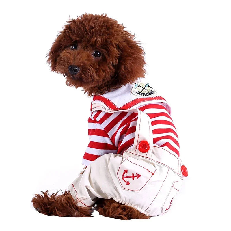 Un caniche marrón vistiendo un disfraz de uniforme de marinero a rayas rojas y blancas con un parche en el pecho.