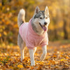 Ein Husky-Hund mit rosa Fleece-Mantel geht auf einem herbstlich bewaldeten Pfad.