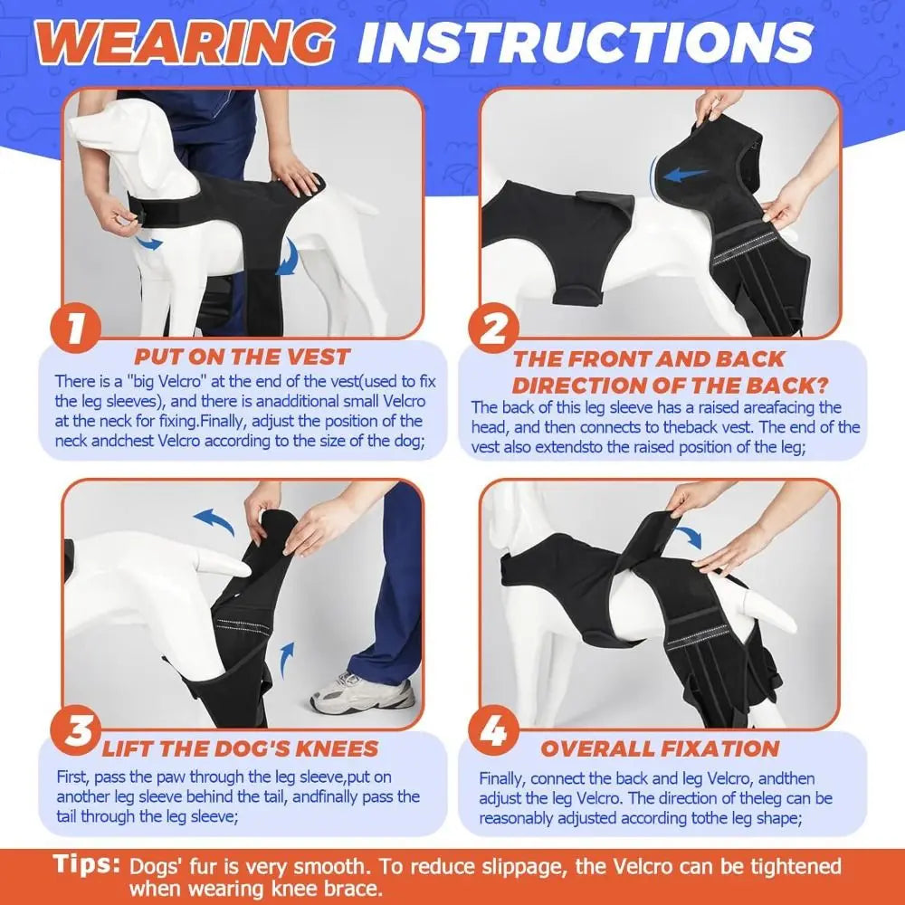 Instructions show how to put on, adjust, and fit an adjustable dog knee brace for joint support.