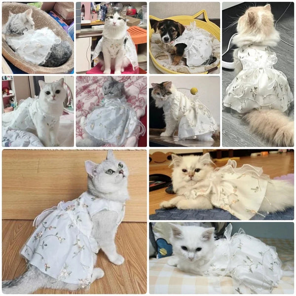 A collection of cats wearing white, delicate dresses and accessories like bows and butterfly skirts.