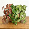 Plante d'ivy artificielle verte en pot avec des feuilles panachées dans un panier tissé.