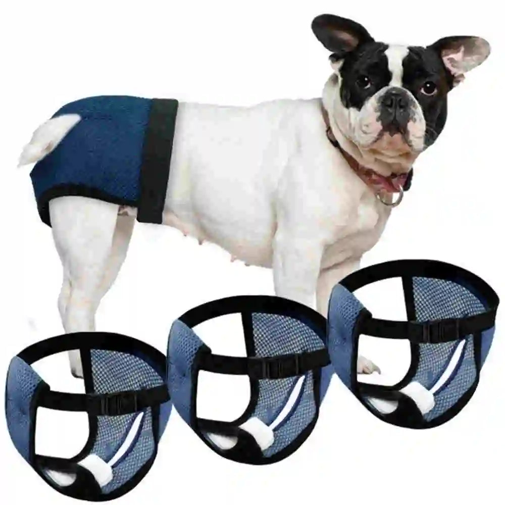 A white and black dog wearing a blue harness and absorbent pads for female dogs.