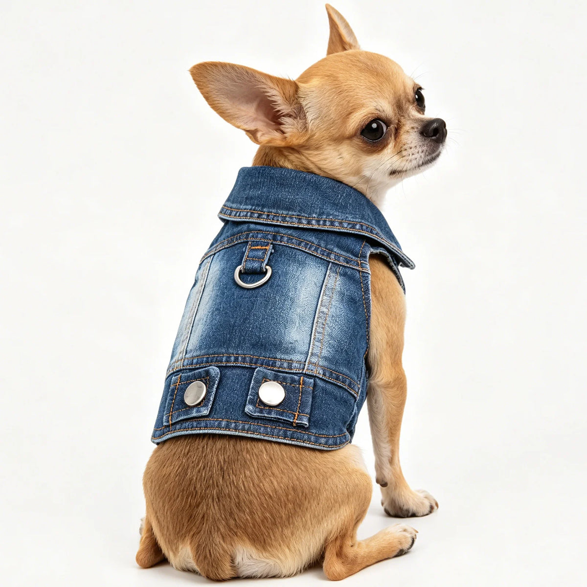 A small, light brown dog wearing a denim pet jacket with silver hardware.