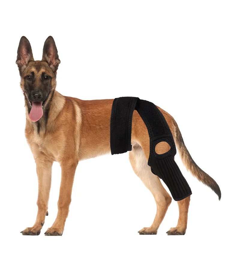 A brown German Shepherd dog wearing a black joint support harness.