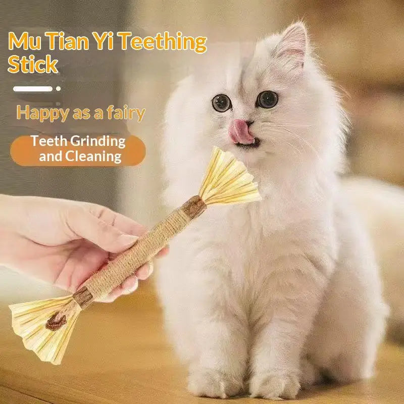 A hand is using a natural wooden teething stick to gently grind and clean a kitten's teeth.