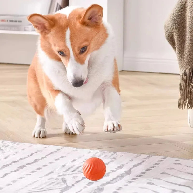 Ein orange-weißes Hund ist auf einen orangen Spielball auf einer hellen Matte herabblickt.