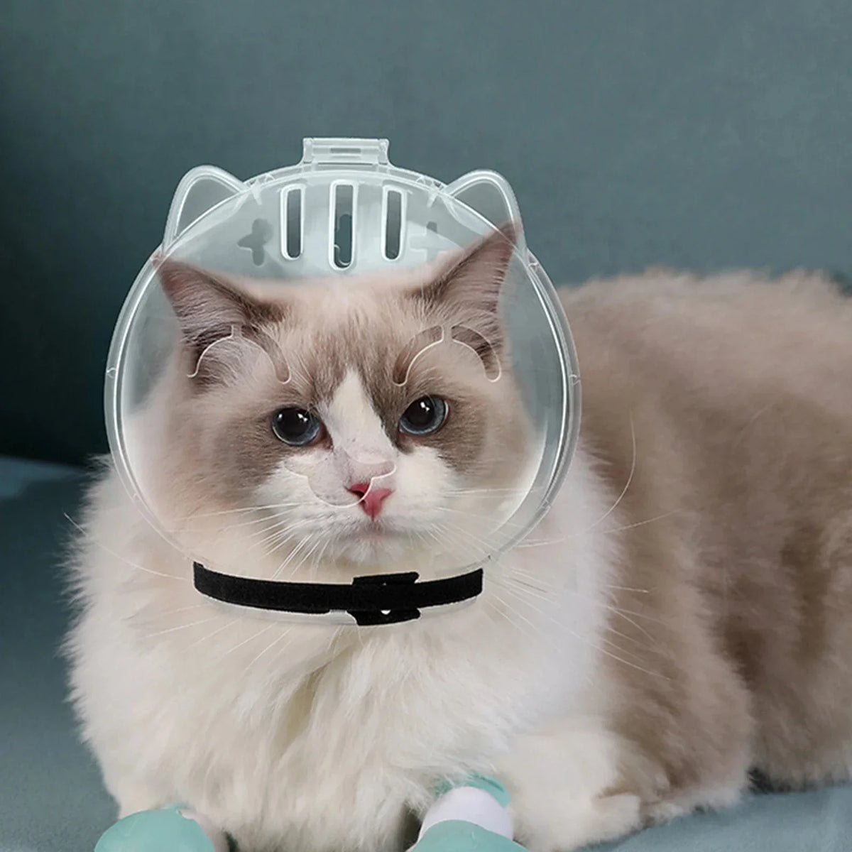 A fluffy light brown and white cat wearing a clear grooming hood with silicone paw shoes.