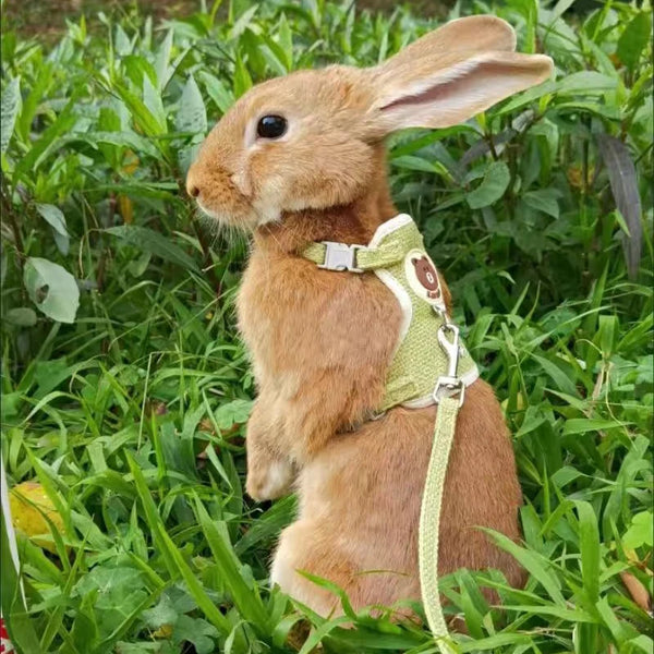 A brown rabbit wearing a green padded harness and leash in a grassy outdoor setting.