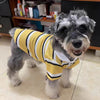 A gray dog wearing a yellow and black striped polo shirt.