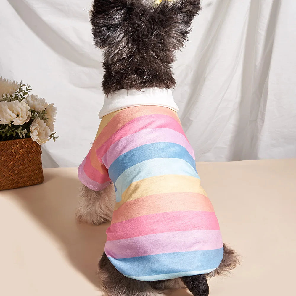 A small dog wearing a colorful striped polo shirt with pink, yellow, and blue horizontal stripes.