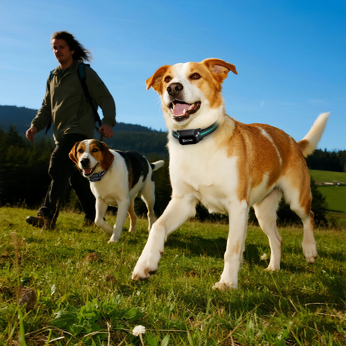 A golden retriever dog standing on a grassy field with a man in the background.