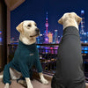 A golden retriever wearing a dark green cozy dog pajama stands on a balcony overlooking a city skyline at night.
