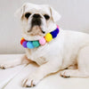 A white bulldog wearing a colorful rainbow flower pet collar and bow tie set.