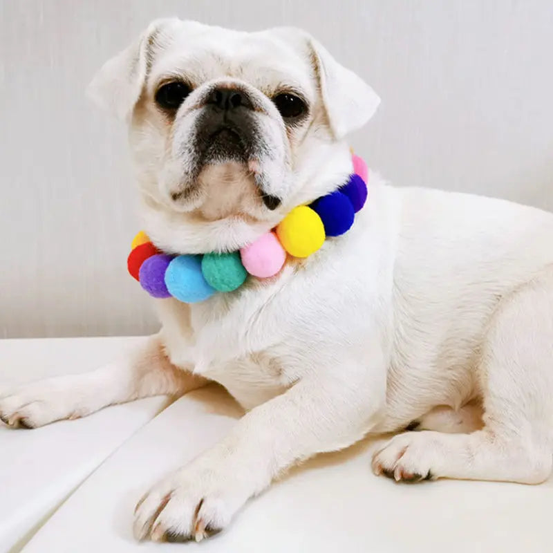A white bulldog wearing a colorful rainbow flower pet collar and bow tie set.