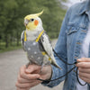 A small yellow and orange parrot is being held by a person, showing an adjustable flight suit and leash.