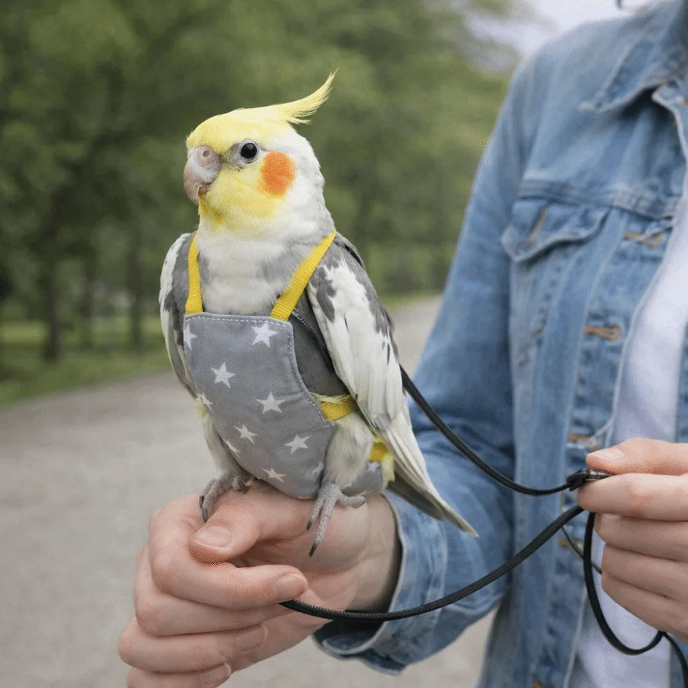 A small yellow and orange parrot is being held by a person, showing an adjustable flight suit and leash.