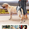 Un golden retriever est assisté à l'extérieur par une personne avec un harnais pour sorties sans souci pour personnes âgées.