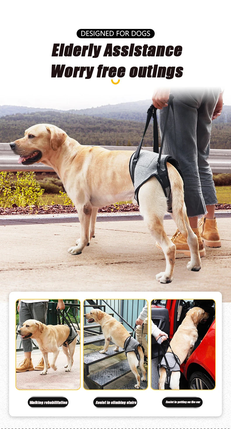 Un golden retriever est assisté à l'extérieur par une personne avec un harnais pour sorties sans souci pour personnes âgées.
