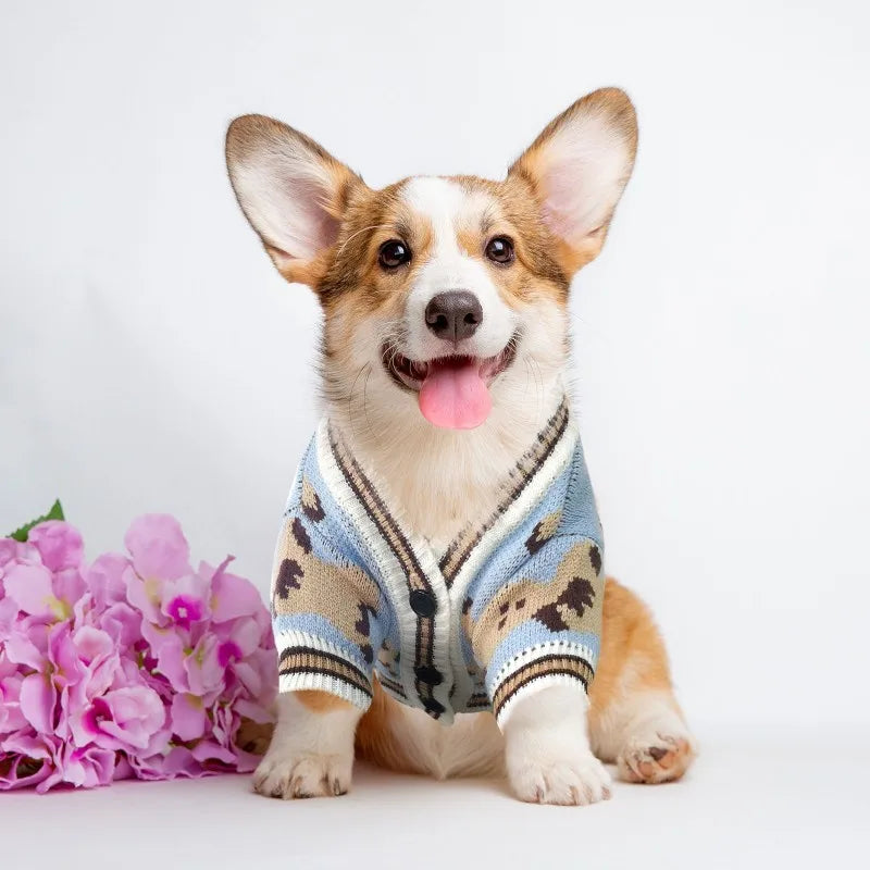 A happy dog wearing a blue and tan bear pattern knit sweater, looking directly at the camera.