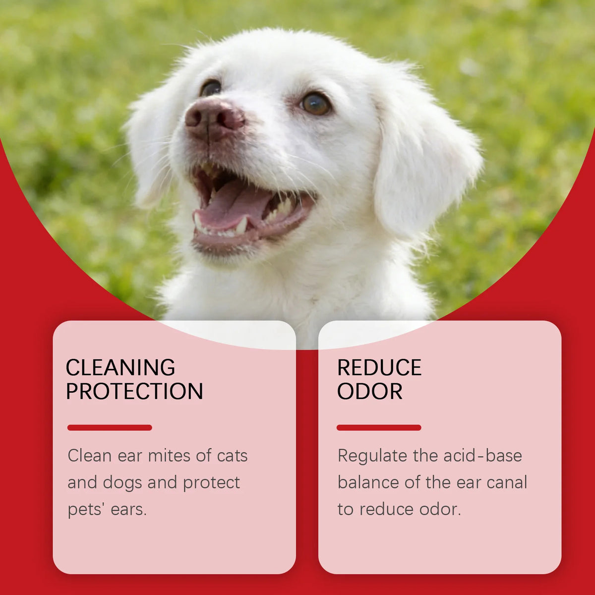A happy white dog looks at the camera against a red background with text promoting ear cleaning and odor reduction.