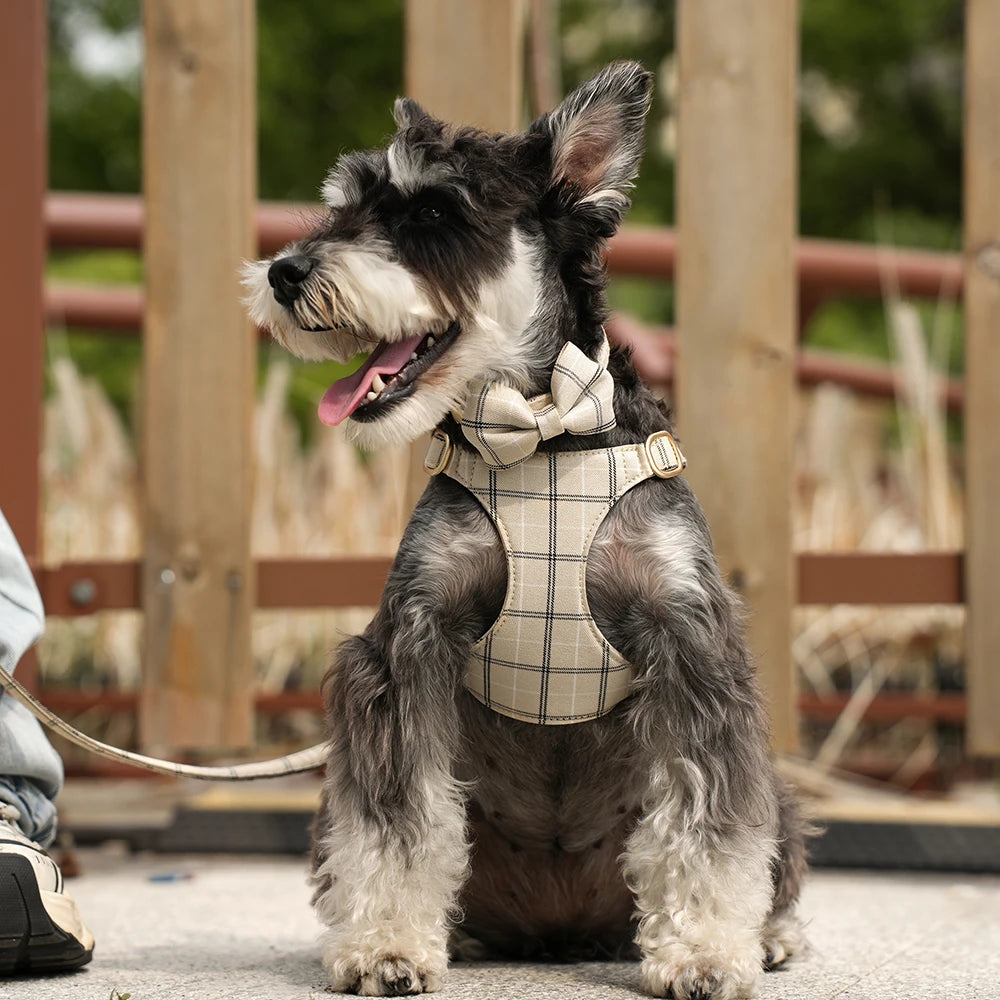 A fluffy dog wearing a plaid collar, harness, and leash set with a bowtie, sitting outdoors.